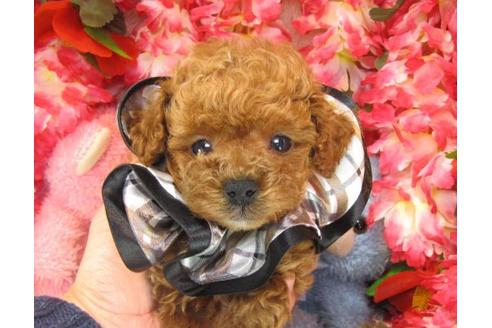 成約済の茨城県のトイプードル-15680の3枚目