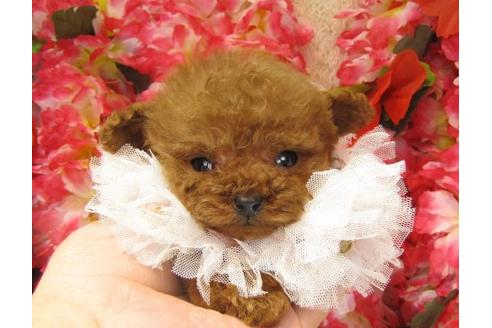 成約済の茨城県のトイプードル-15295の3枚目