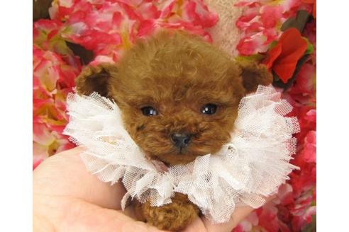 成約済の茨城県のトイプードル-15295の1枚目