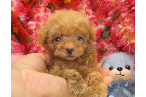 成約済の茨城県のトイプードル-15681の2枚目