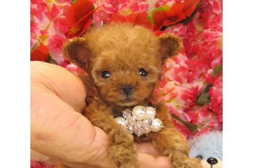 成約済の茨城県のトイプードル-15682の3枚目