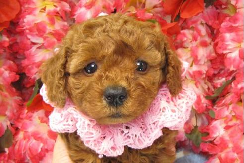 成約済の茨城県のトイプードル-15683の1枚目