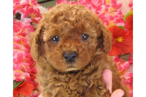 成約済の茨城県のトイプードル-15683の3枚目