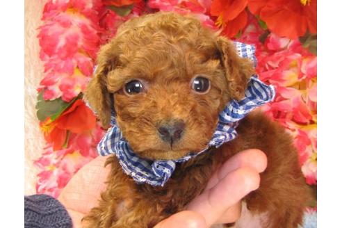 成約済の茨城県のトイプードル-15684の2枚目