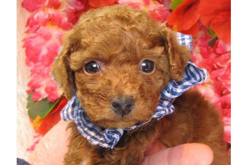 成約済の茨城県のトイプードル-15684の3枚目