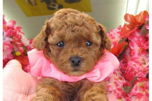 成約済の茨城県のトイプードル-15533の3枚目