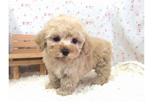 成約済の滋賀県のトイプードル-15686の2枚目