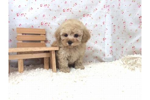 成約済の滋賀県のトイプードル-15686の1枚目