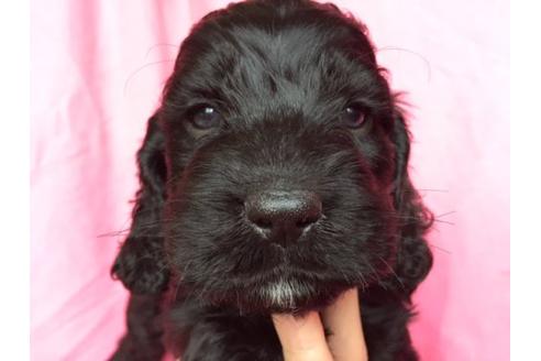 成約済の茨城県のミックス犬-15687の1枚目