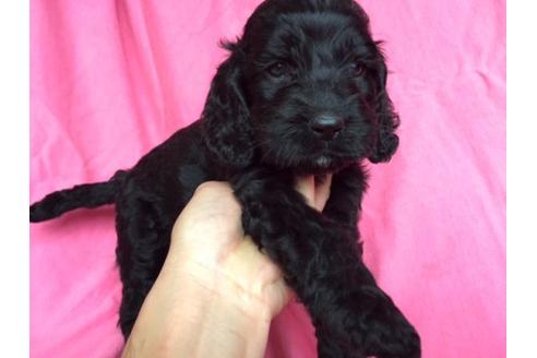 成約済の茨城県のミックス犬-15687の2枚目
