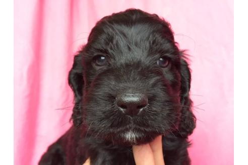 成約済の茨城県のミックス犬-15687の3枚目