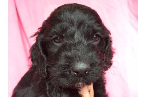 成約済の茨城県のミックス犬-15688の1枚目