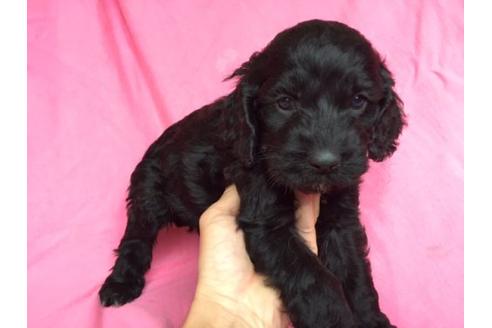 成約済の茨城県のミックス犬-15688の2枚目