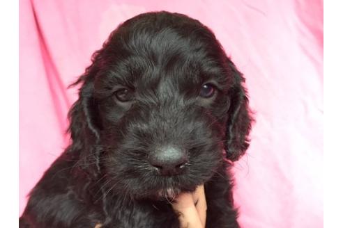 成約済の茨城県のミックス犬-15688の3枚目