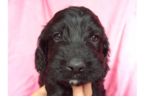 成約済の茨城県のミックス犬-15689の1枚目