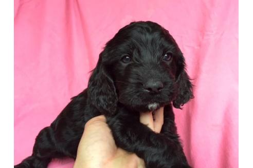 成約済の茨城県のミックス犬-15689の2枚目