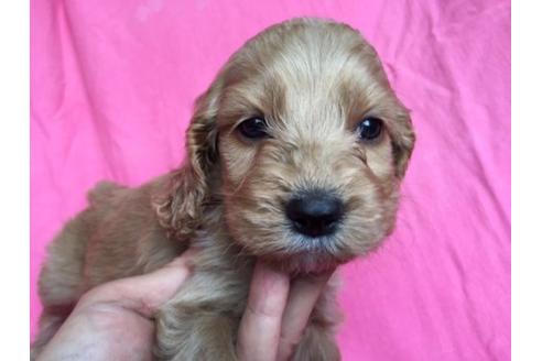 成約済の茨城県のミックス犬-15690の1枚目