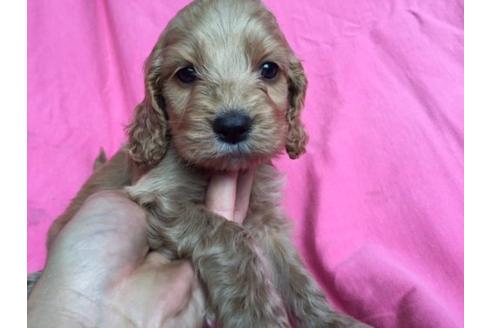 成約済の茨城県のミックス犬-15690の2枚目