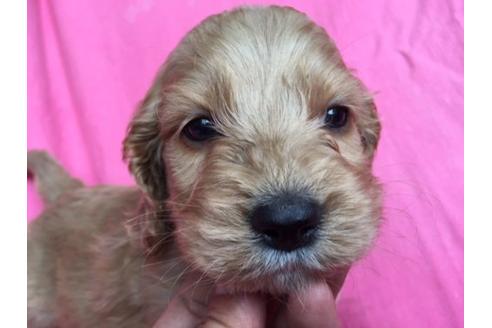 成約済の茨城県のミックス犬-15690の3枚目