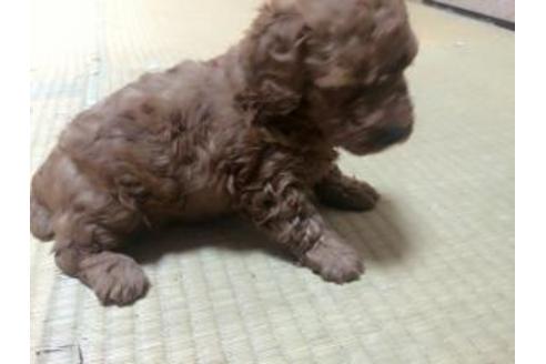 成約済の香川県のティーカッププードル-15698の2枚目