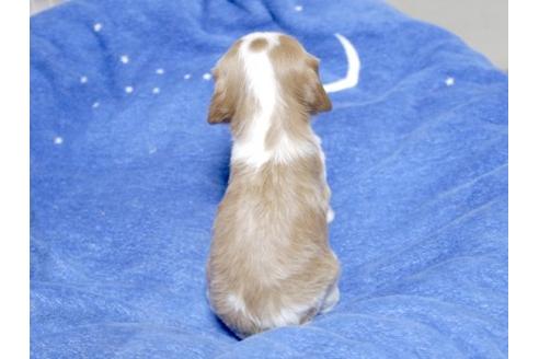 成約済の埼玉県のキャバリアキングチャールズスパニエル-15739の3枚目