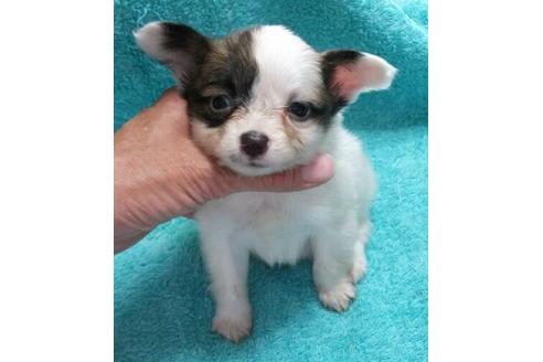 成約済の岐阜県のパピヨン-15742の1枚目