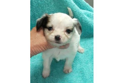 成約済の岐阜県のパピヨン-15743の1枚目
