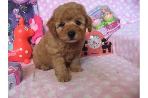 成約済の静岡県のトイプードル-15748の2枚目