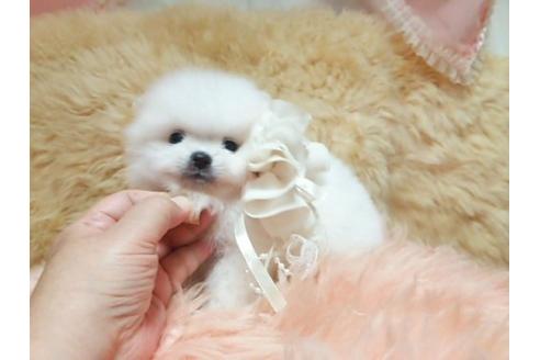 成約済の愛知県のポメラニアン-15751の1枚目