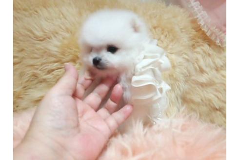 成約済の愛知県のポメラニアン-15751の3枚目