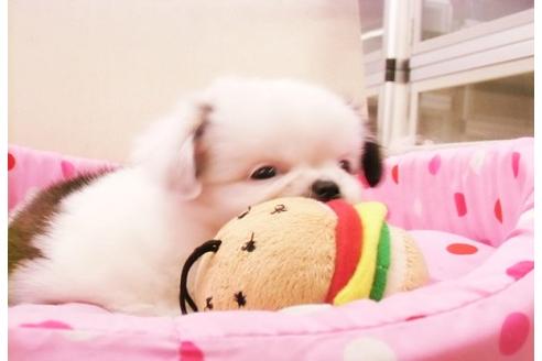 成約済の大阪府のミックス犬-15794の5枚目