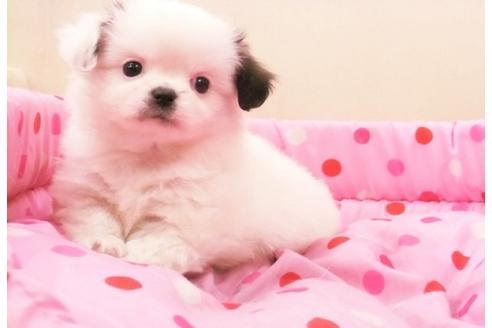 成約済の大阪府のミックス犬-15794の4枚目