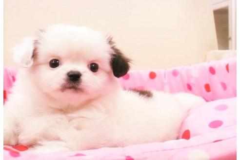 成約済の大阪府のミックス犬-15794の3枚目