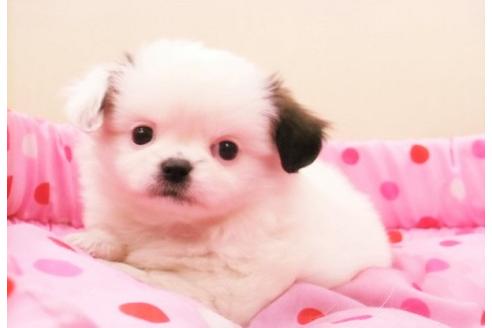 成約済の大阪府のミックス犬-15794の2枚目
