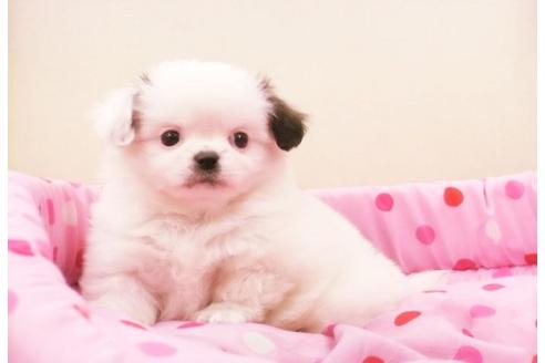 成約済の大阪府のミックス犬-15794の1枚目