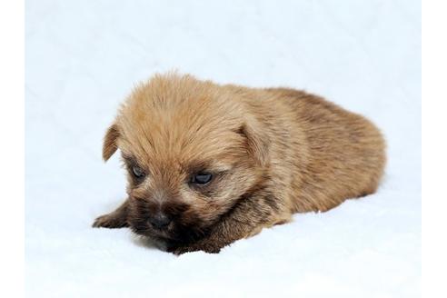 成約済の栃木県のノーフォークテリア-15811の2枚目