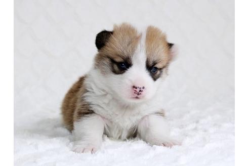 成約済の栃木県のウェルシュコーギーペンブローク-15301の1枚目