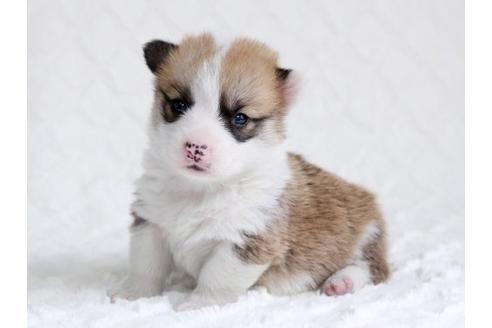 成約済の栃木県のウェルシュコーギーペンブローク-15301の2枚目