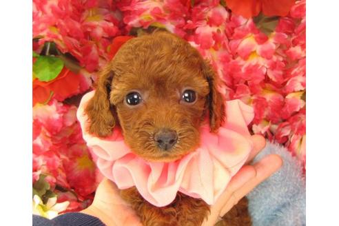 成約済の茨城県のトイプードル-15813の1枚目