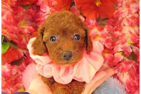 成約済の茨城県のトイプードル-15813の2枚目