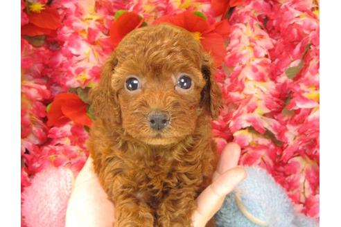 成約済の茨城県のトイプードル-15813の3枚目