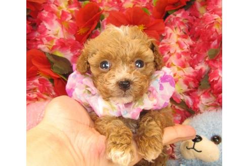 成約済の茨城県のトイプードル-15814の1枚目