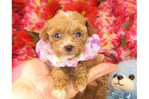 成約済の茨城県のトイプードル-15814の2枚目