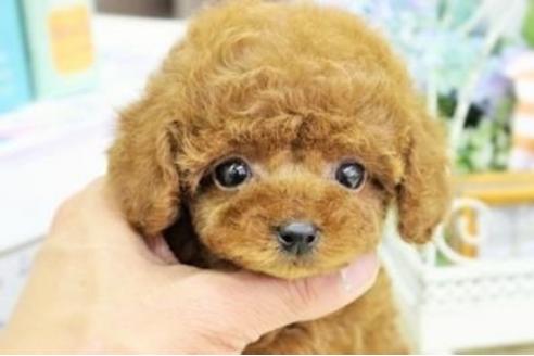 成約済の大阪府のトイプードル-15825の1枚目
