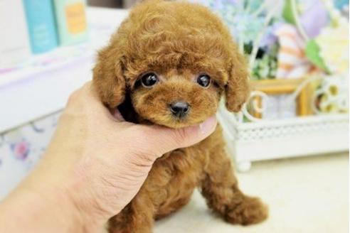 成約済の大阪府のトイプードル-15825の2枚目