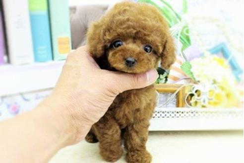 成約済の大阪府のトイプードル-15825の3枚目