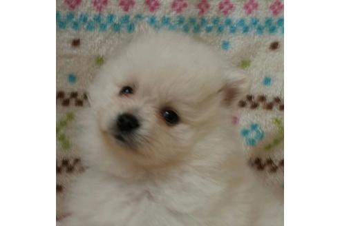 成約済の滋賀県のポメラニアン-15323の3枚目