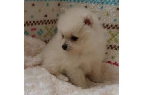 成約済の滋賀県のポメラニアン-15323の1枚目