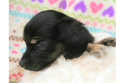 成約済の滋賀県のチワックス:チワワ×ミニチュアダックスフンド-14871の2枚目