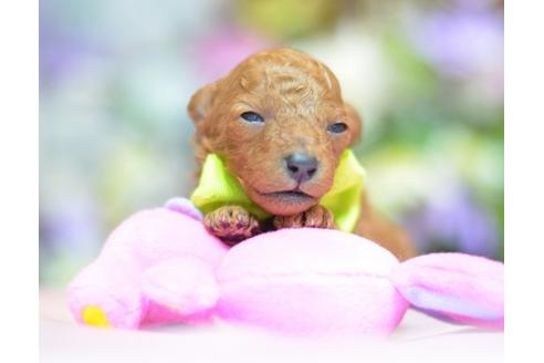 成約済の埼玉県のトイプードル-15200の1枚目